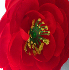 Falsa cabeza de flor real de seda artificial de Rose de té del diámetro el 10cm del tacto