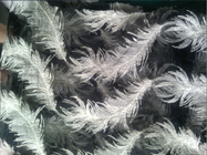 El modelo de la organza de la pluma blanca bordó la tela del cordón del algodón para la ropa